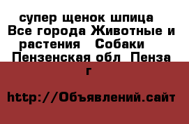 супер щенок шпица - Все города Животные и растения » Собаки   . Пензенская обл.,Пенза г.
